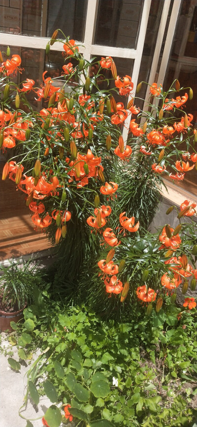 奶奶眼里的小花花