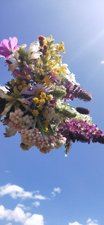 一百天大自然的小花儿