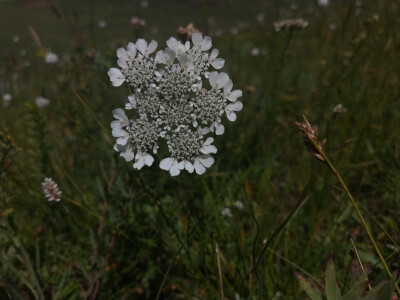 一百天大自然的小花儿
