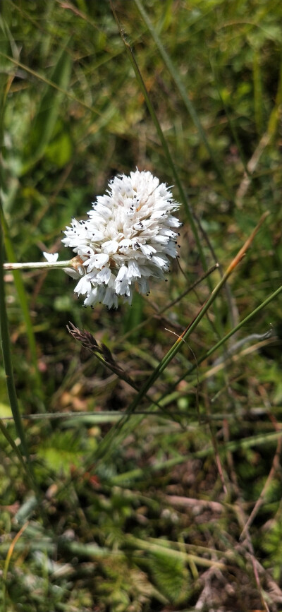 一百天大自然的小花儿