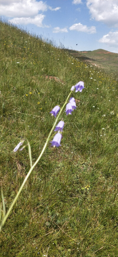 一百天大自然的小花儿