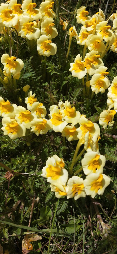 一百天大自然的小花儿