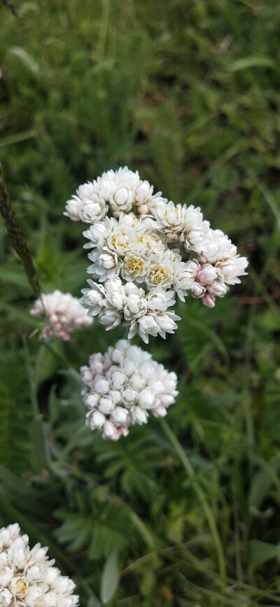 一百天大自然的小花儿