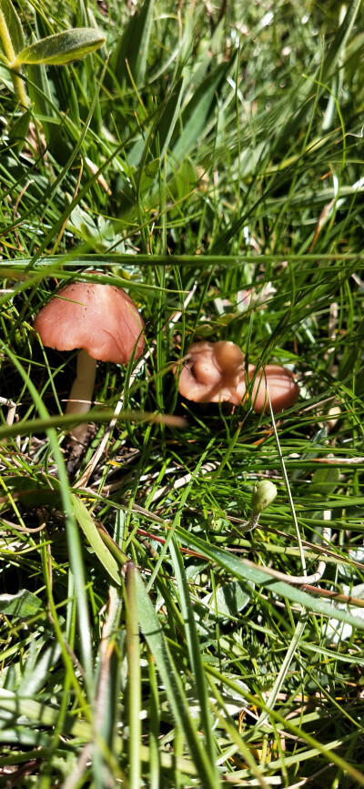 一百天大自然的小花儿