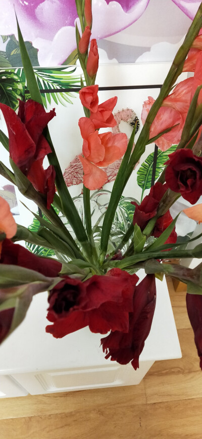 一百天大自然的小花儿