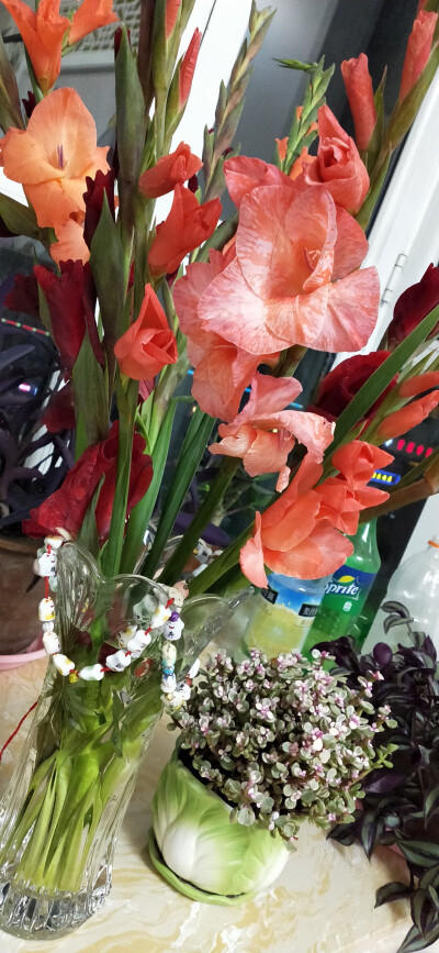 一百天大自然的小花儿