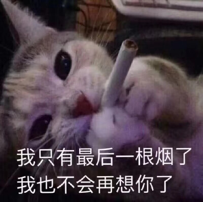 表情包猫咪