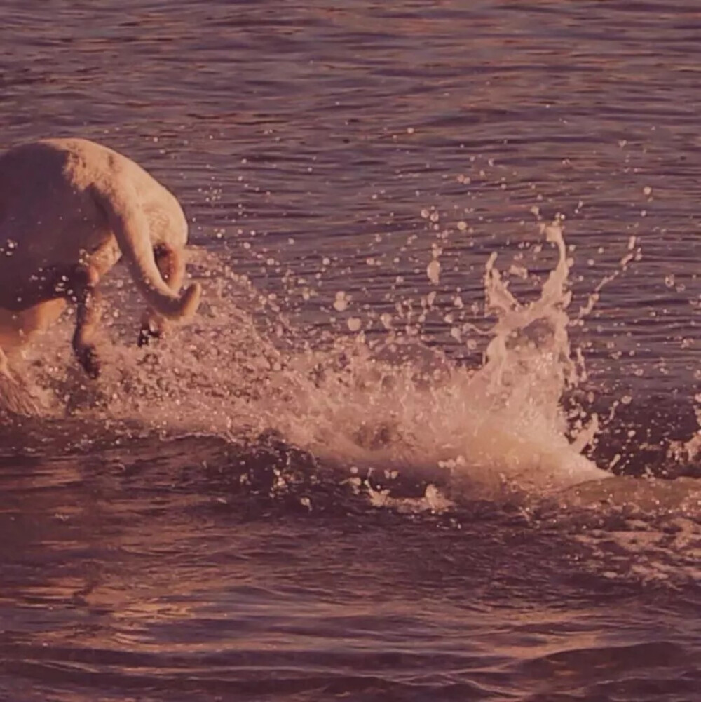 『我喜欢的一些背景图』
一片云在黄昏的天空中游走
海水堆成了天空锦绣的图画
那鸭群戏水的乐趣
深深地沁入未来的光明
飞鸟长着翅膀
奇特的种子点缀天空
那片天地隐在荒漠的草上
喜悦的水光吐出了嫩芽
她在梦中以不返的时光
那人背后是太阳一样的颜色
醉倒时感受到同伴睡眠的甜蜜
向着人们的爱
我也曾有一个安乐的家
那曾是你给我的生命之舟
——原创·菠菜玉米饺
禁止转载