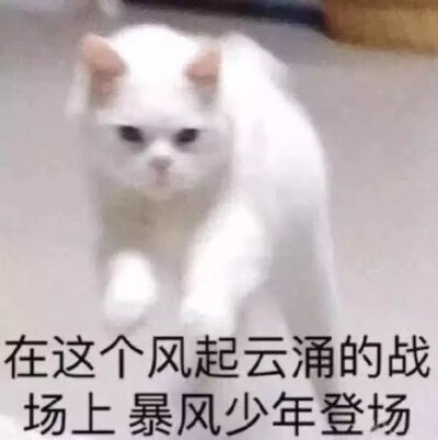 表情包