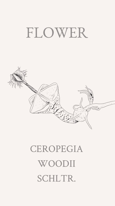 降落伞花学名为“Ceropegia woodii”。这种奇异植物的花朵呈现降落伞形状，内部的花瓣好像灯丝一样连接四周，花朵中心就像是一根毛茸茸的棒棒糖从内部伸出。