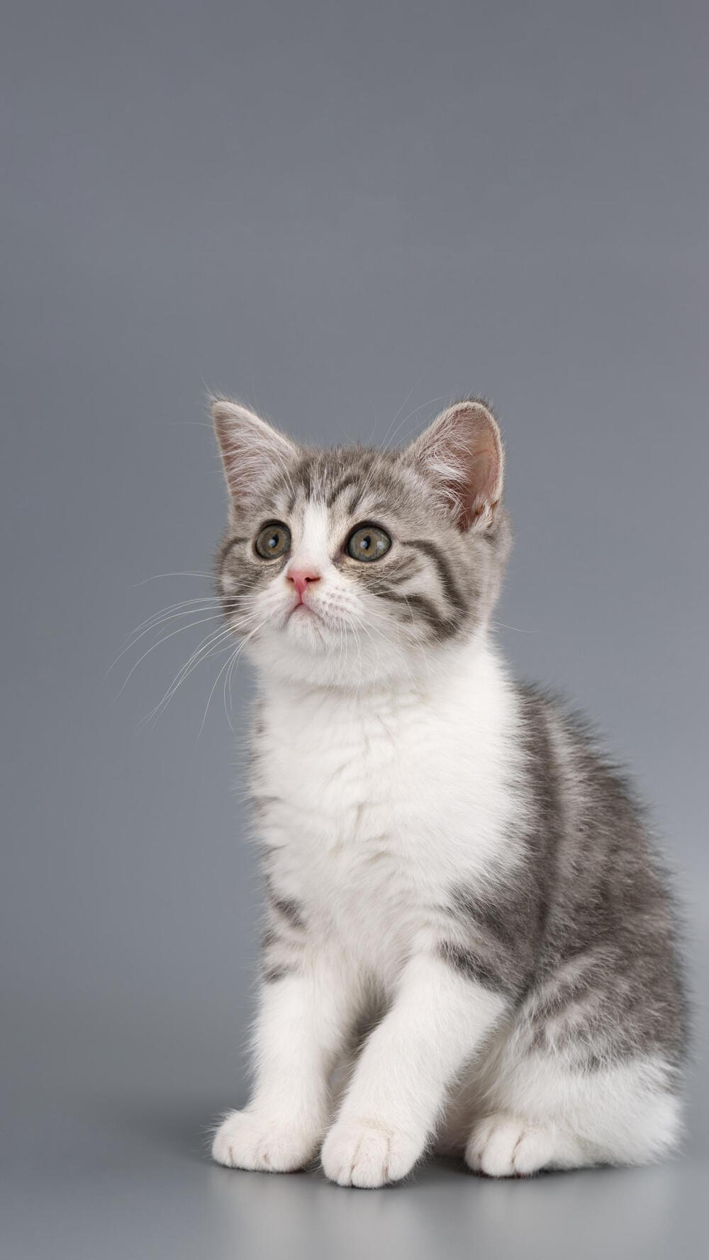 萌宠 猫猫狗狗 - 堆糖，美图壁纸兴趣社区