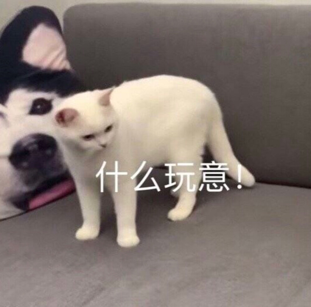 猫表情包 什么玩意 阿强