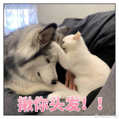 猫狗表情包 揪你头发