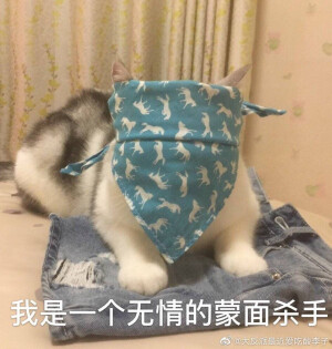 猫表情包 我是一个无情的萌面杀手 鱼丸