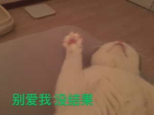 猫表情包 别爱我没结果 鱼丸