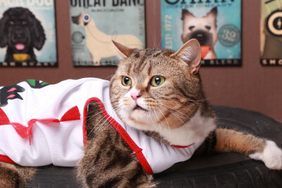 摄影，萌宠，猫大叔，