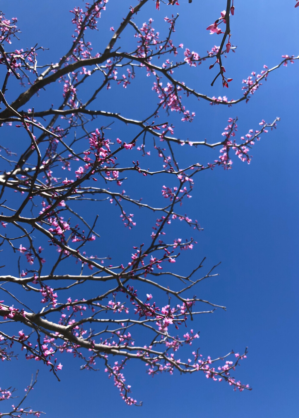 一年春风又紫荆