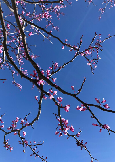 一年春风又紫荆