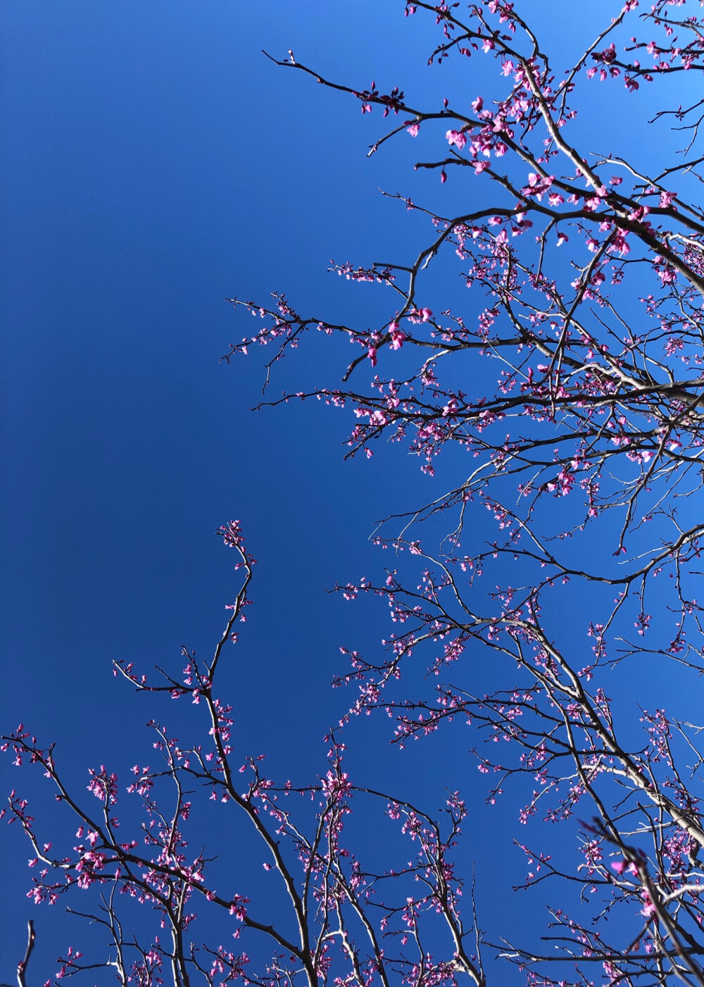 一年春风又紫荆