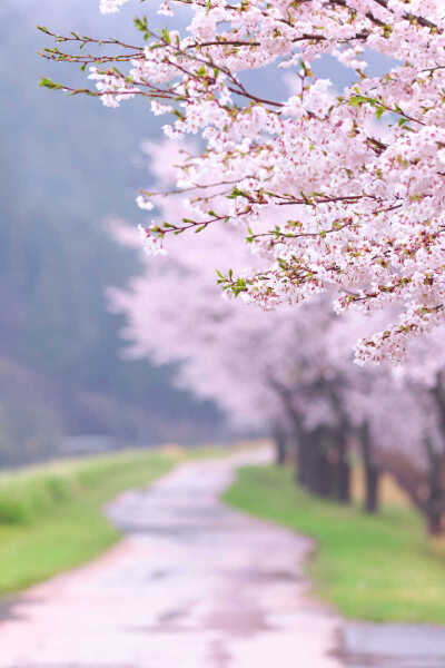 美丽的樱花风景
原图：https://sc.macdown.com/atlas/4074.html
樱花属于蔷薇科樱属中一些被称为樱的品种所开的的花。采集于Macdown.com预览图，超清原图请到Macdown下载。