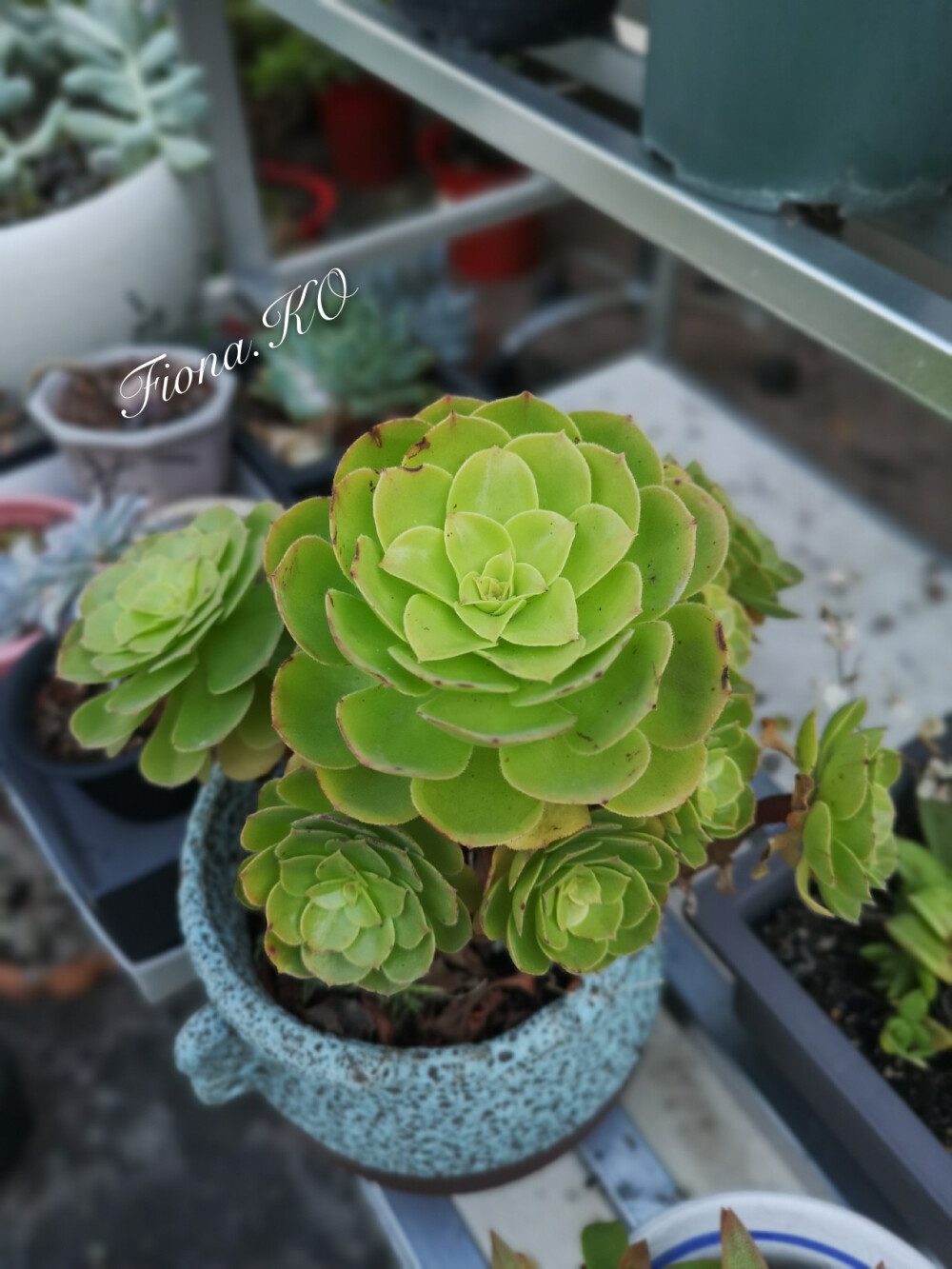 {万圣节}留下来的都是优秀/多肉植物/盆栽/Photo by 爪机