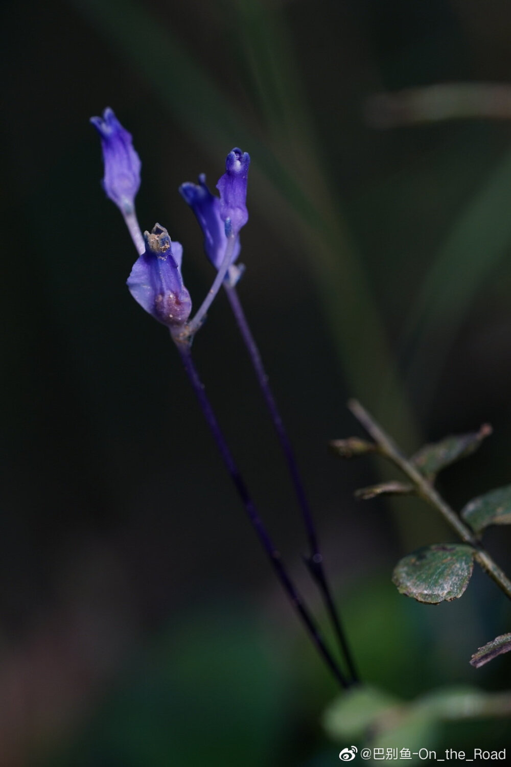 纤草（水玉簪科，水玉簪属）
Burmannia itoana Makino ​​​​