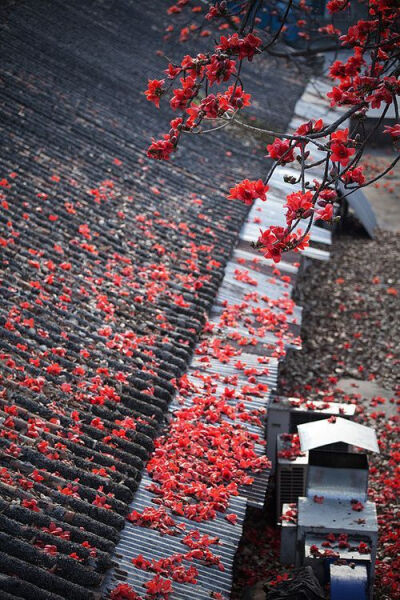 繁花似锦