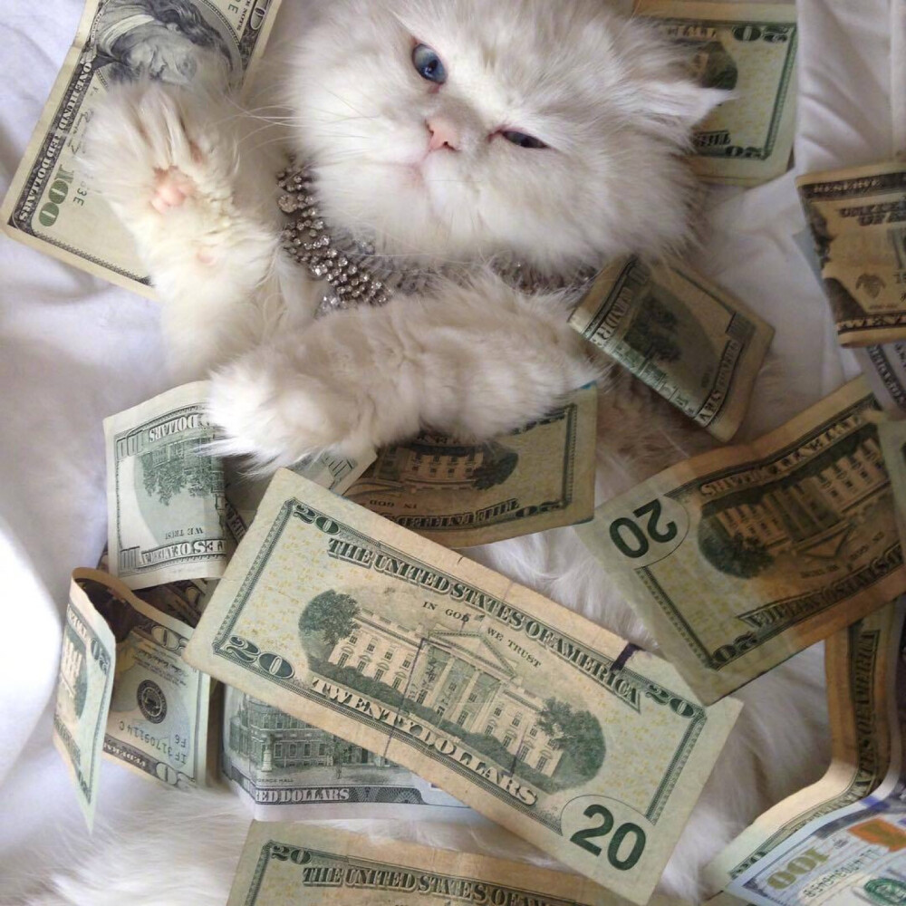 ins：cashcats