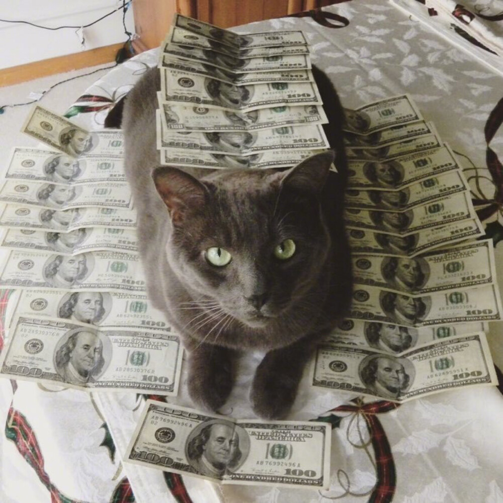 ins：cashcats