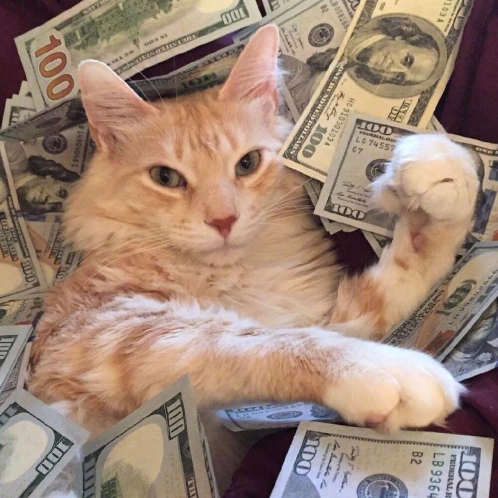 ins：cashcats