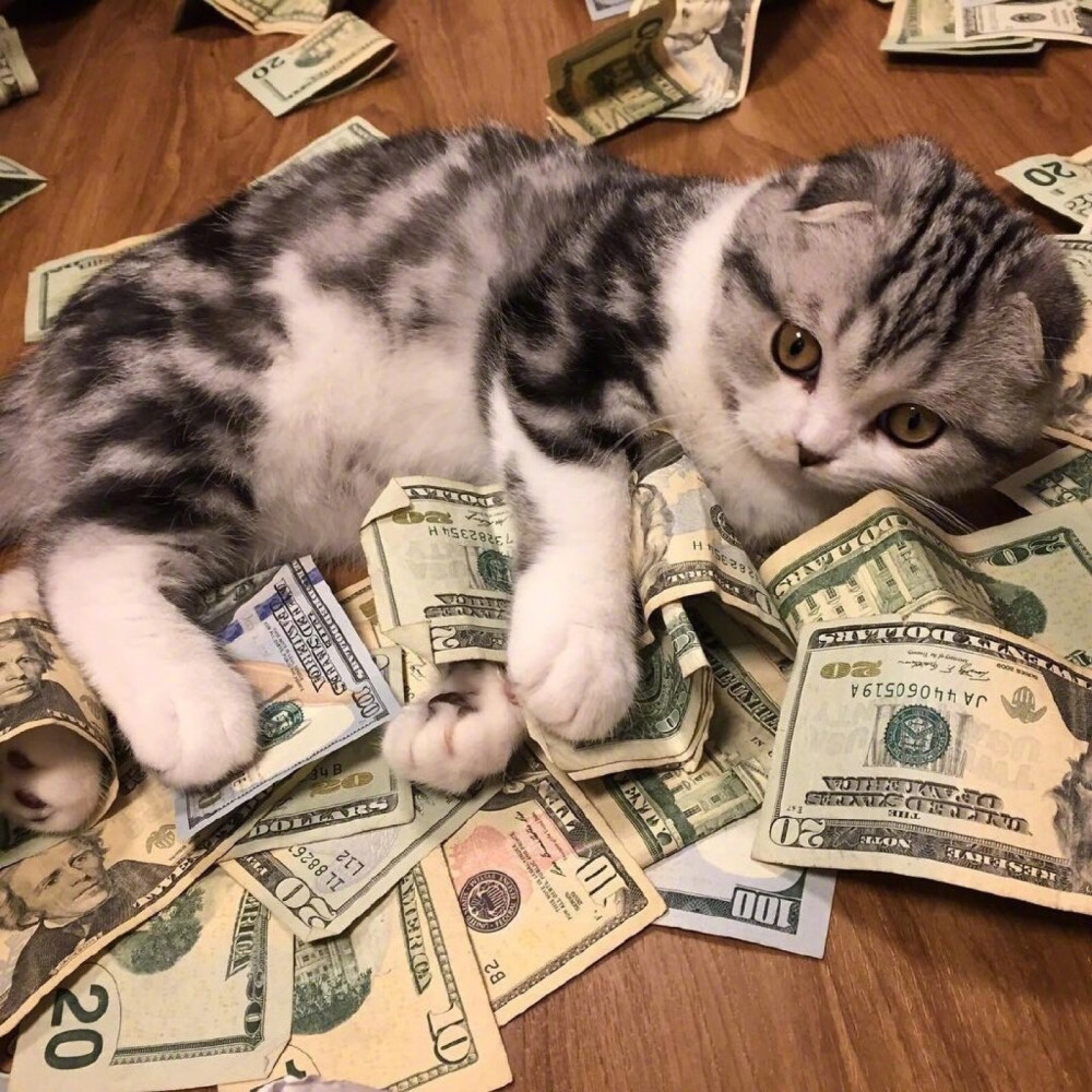 ins：cashcats