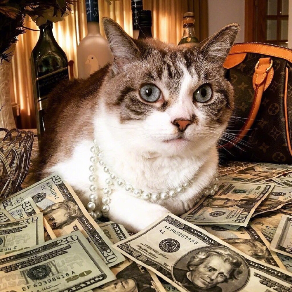 ins：cashcats