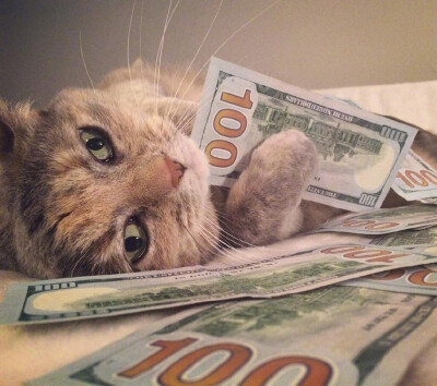 ins：cashcats