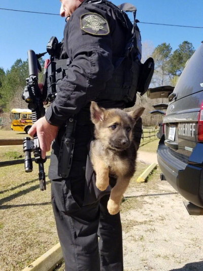 超可爱小警犬