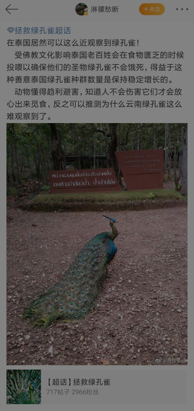 泰国也有绿孔雀，有人说是中国绿孔雀的亚种……