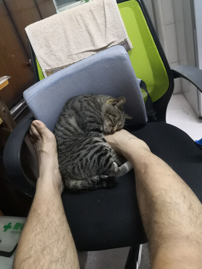 暖脚猫