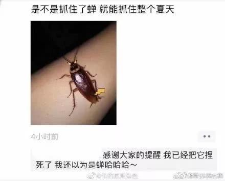 沙雕网友