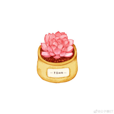 手绘可爱多肉 头像