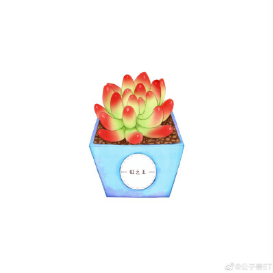 手绘可爱多肉 头像