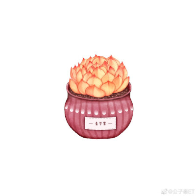 手绘可爱多肉 头像