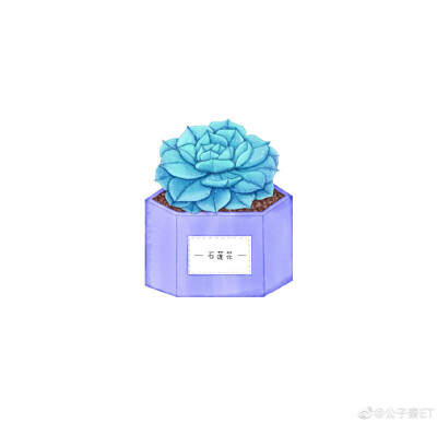 手绘可爱多肉 头像