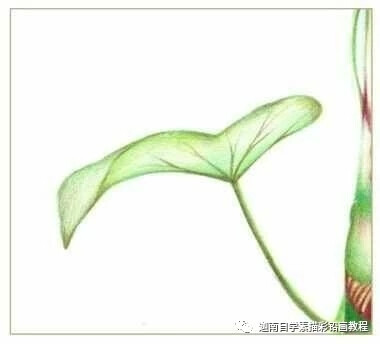 彩铅教程之牵牛花