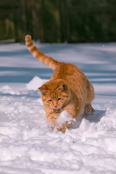 雪地喵