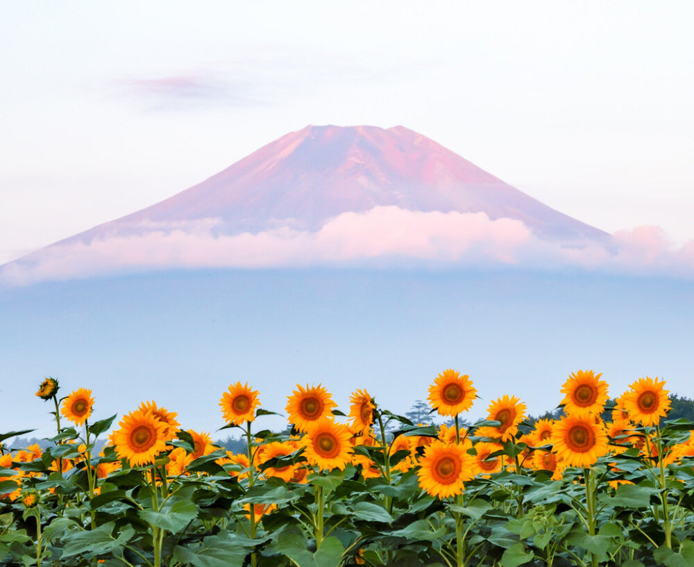  私は花が好きだが、あなたの方が好きだ