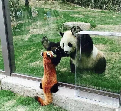 小大熊猫