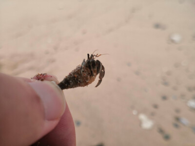 寄居在小海螺里的小生物(✪▽✪)
有的很胆小，会聪明的选择装死，有的就大胆地用钳子去夹Moo先生的手指
最后小家伙们都被放回大海里啦