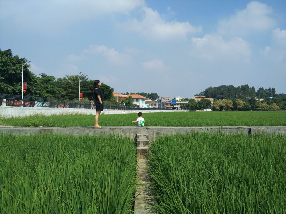 周屋水稻田