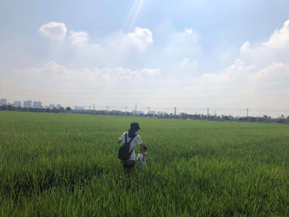 周屋水稻田