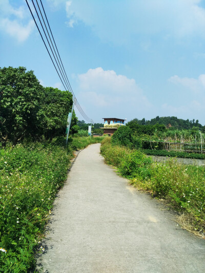 周屋水稻田