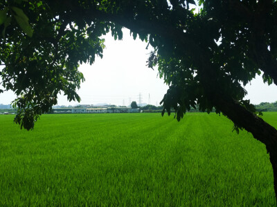 周屋水稻田